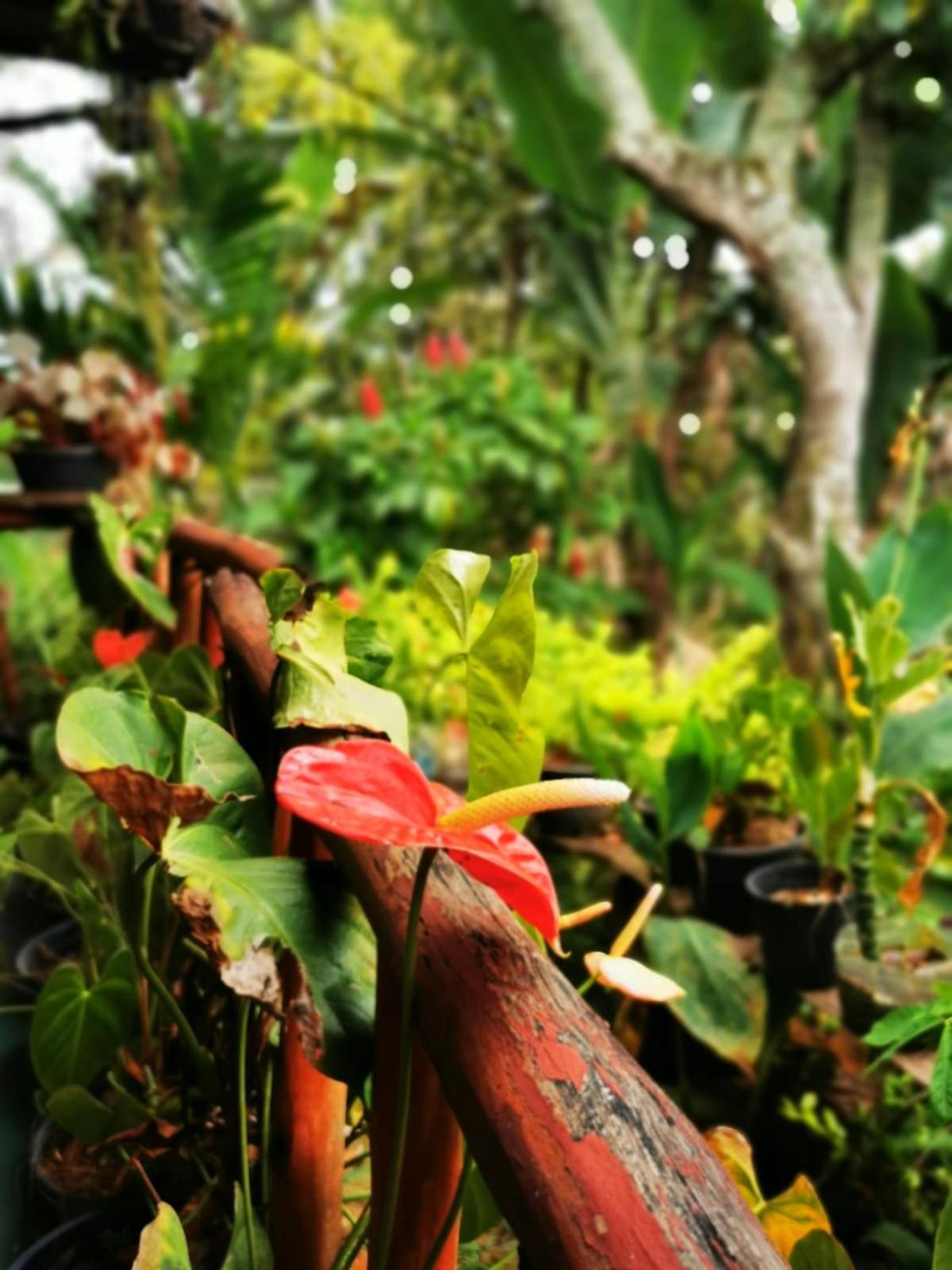 Cozy Homestay Waterfall Road Ella Bagian luar foto