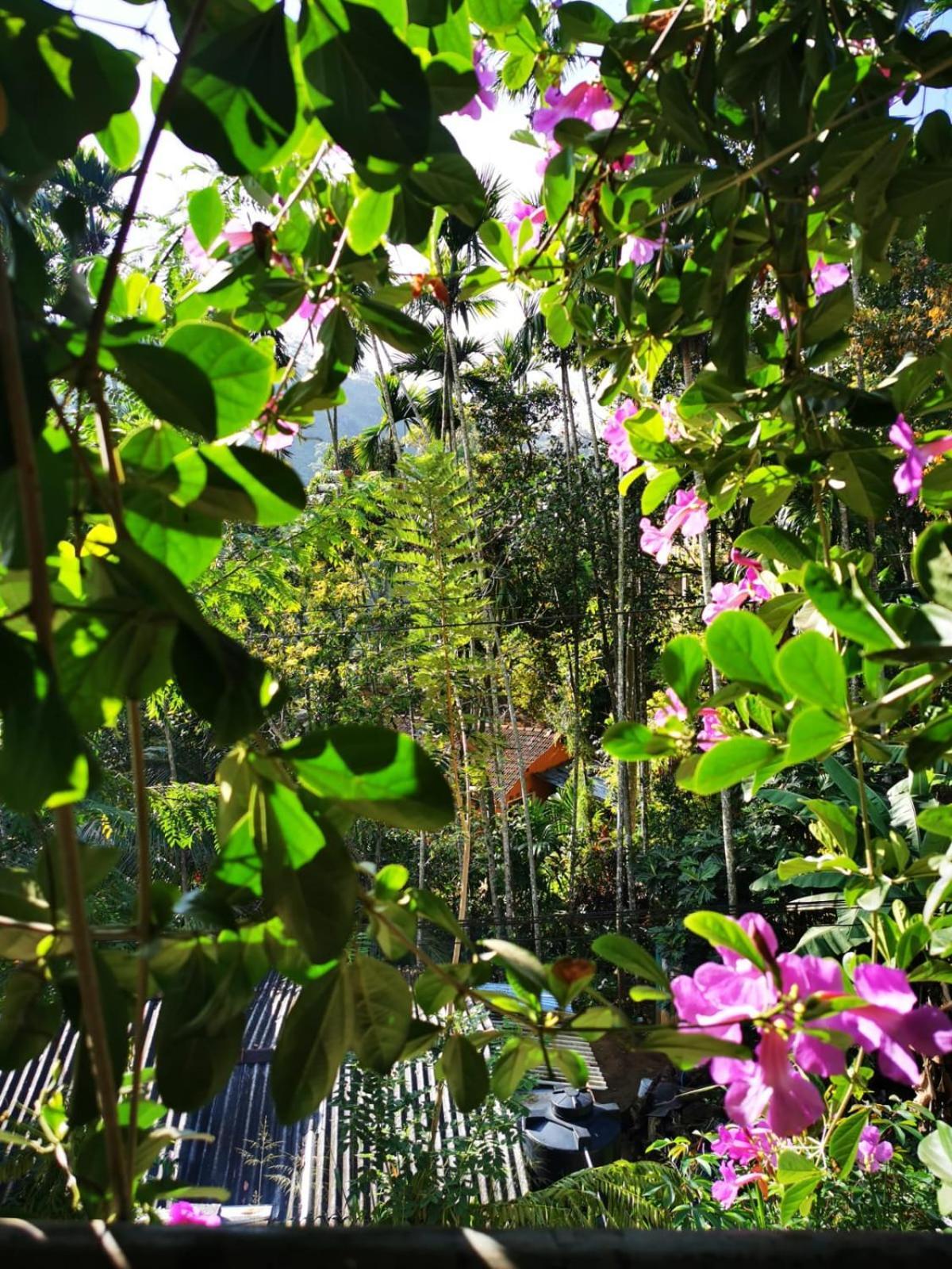 Cozy Homestay Waterfall Road Ella Bagian luar foto
