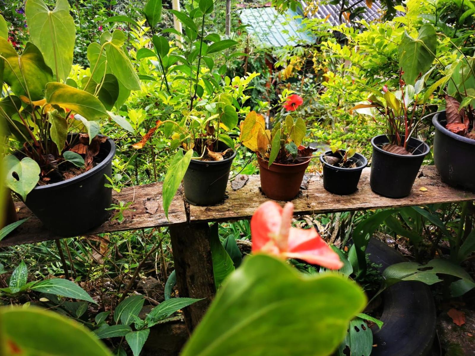 Cozy Homestay Waterfall Road Ella Bagian luar foto